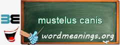 WordMeaning blackboard for mustelus canis